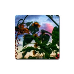 Sunflowers And Wild Weeds Square Magnet by okhismakingart