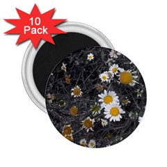 Black And White With Daisies 2 25  Magnets (10 Pack)  by okhismakingart