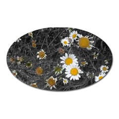 Black And White With Daisies Oval Magnet by okhismakingart