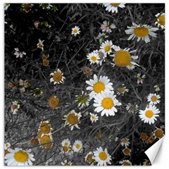 Black And White With Daisies Canvas 16  X 16  by okhismakingart