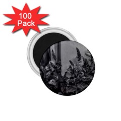 Black And White Mint 1 75  Magnets (100 Pack) 