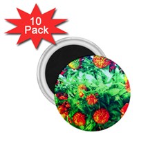 Intense Flowers 1 75  Magnets (10 Pack) 