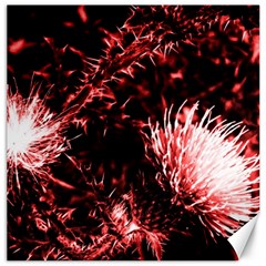 Red Thistle Canvas 12  X 12  by okhismakingart