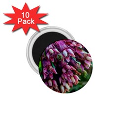 Milkweed 1 75  Magnets (10 Pack)  by okhismakingart