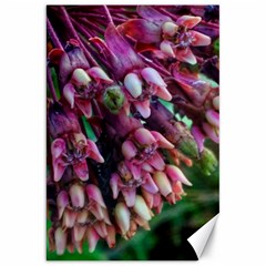 Milkweed Canvas 20  X 30  by okhismakingart