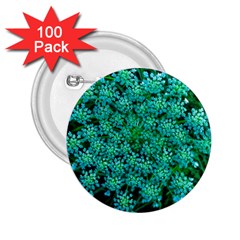 Turquoise Queen Anne s Lace 2 25  Buttons (100 Pack)  by okhismakingart