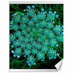 Turquoise Queen Anne s Lace Canvas 18  X 24  by okhismakingart