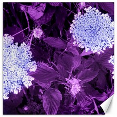 Queen Anne s Lace With Purple Leaves Canvas 12  X 12  by okhismakingart