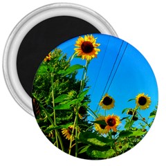 Bright Sunflowers 3  Magnets by okhismakingart