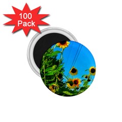 Bright Sunflowers 1 75  Magnets (100 Pack)  by okhismakingart