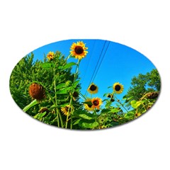 Bright Sunflowers Oval Magnet by okhismakingart