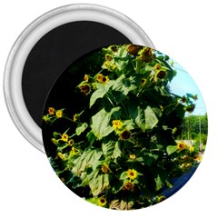 Big Sunflowers 3  Magnets by okhismakingart