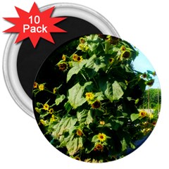 Big Sunflowers 3  Magnets (10 Pack)  by okhismakingart