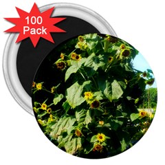 Big Sunflowers 3  Magnets (100 Pack) by okhismakingart