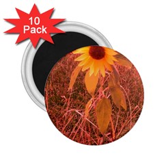 Red Tinted Sunflower 2 25  Magnets (10 Pack)  by okhismakingart