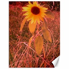 Red Tinted Sunflower Canvas 12  x 16 