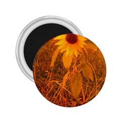 Yellow Sunflower 2 25  Magnets by okhismakingart