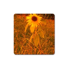 Yellow Sunflower Square Magnet by okhismakingart