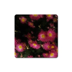 Purple Flowers With Yellow Centers Square Magnet by okhismakingart