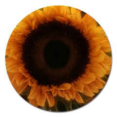 Single Sunflower Magnet 5  (round) by okhismakingart