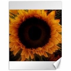 Single Sunflower Canvas 12  X 16  by okhismakingart