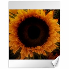 Single Sunflower Canvas 18  X 24  by okhismakingart