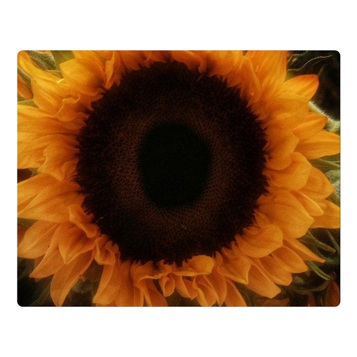 Single Sunflower Double Sided Flano Blanket (Large) 