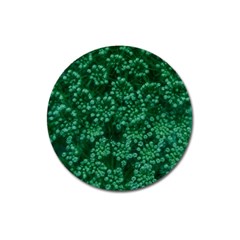 Green Queen Anne s Lace (up Close) Magnet 3  (round) by okhismakingart