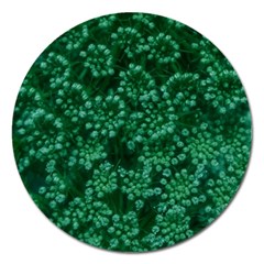 Green Queen Anne s Lace (up Close) Magnet 5  (round) by okhismakingart