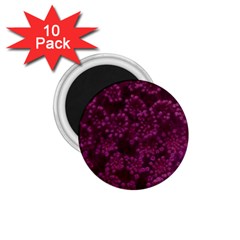 Dark Pink Queen Anne s Lace (up Close) 1 75  Magnets (10 Pack)  by okhismakingart