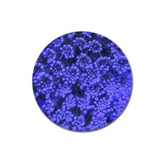 Blue Queen Anne s Lace (up Close) Magnet 3  (round) by okhismakingart