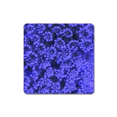 Blue Queen Anne s Lace (up Close) Square Magnet by okhismakingart