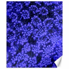 Blue Queen Anne s Lace (up Close) Canvas 8  X 10  by okhismakingart