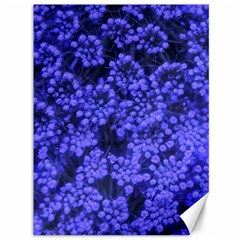 Blue Queen Anne s Lace (up Close) Canvas 36  X 48  by okhismakingart