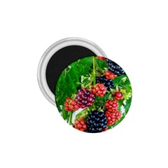 Blackberries 1 75  Magnets by okhismakingart