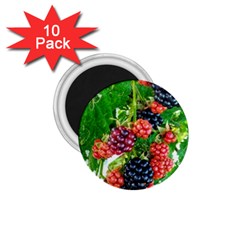 Blackberries 1 75  Magnets (10 Pack)  by okhismakingart