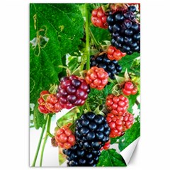 Blackberries Canvas 20  X 30  by okhismakingart