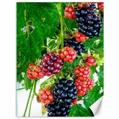 Blackberries Canvas 36  X 48  by okhismakingart