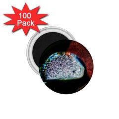 Rainbow Water Droplet 1 75  Magnets (100 Pack)  by okhismakingart