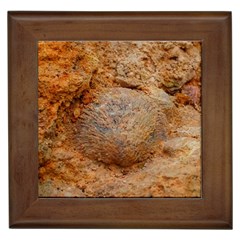 Shell Fossil Ii Framed Tiles by okhismakingart