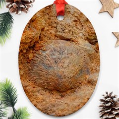 Shell Fossil Ii Ornament (oval) by okhismakingart