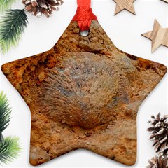 Shell Fossil Ii Ornament (star) by okhismakingart