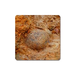 Shell Fossil Ii Square Magnet by okhismakingart