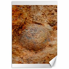 Shell Fossil Ii Canvas 12  X 18  by okhismakingart