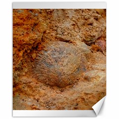 Shell Fossil Ii Canvas 16  X 20  by okhismakingart