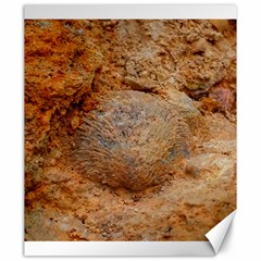 Shell Fossil Ii Canvas 20  X 24  by okhismakingart