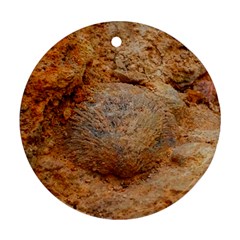 Shell Fossil Ii Ornament (round) by okhismakingart