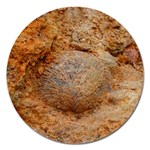 Shell Fossil II Magnet 5  (Round) Front