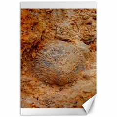 Shell Fossil Ii Canvas 24  X 36  by okhismakingart