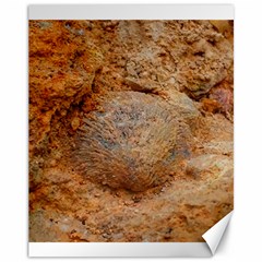 Shell Fossil Ii Canvas 11  X 14  by okhismakingart